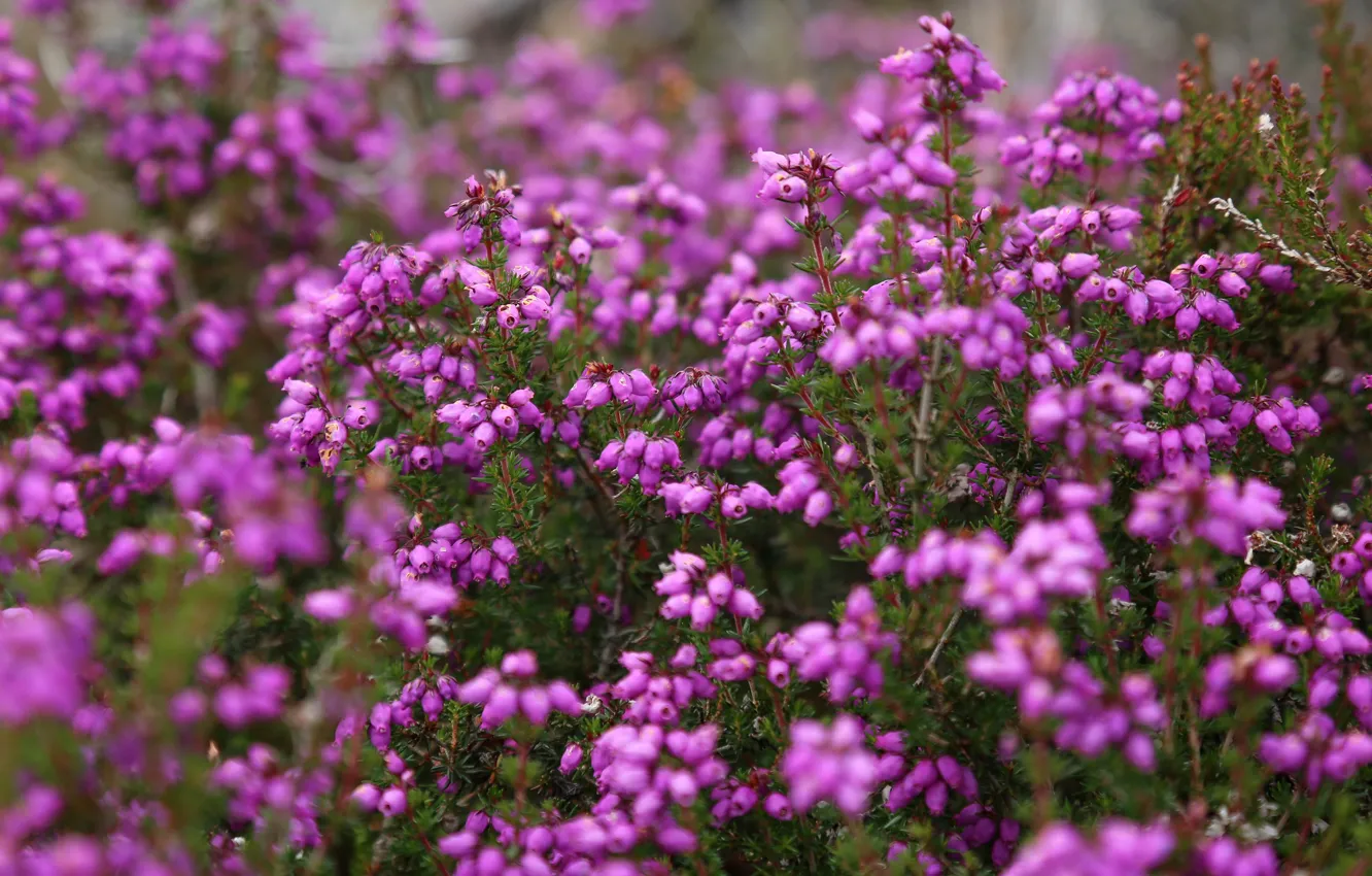 Photo wallpaper flowers, thickets, pink, a lot, bokeh, Heather