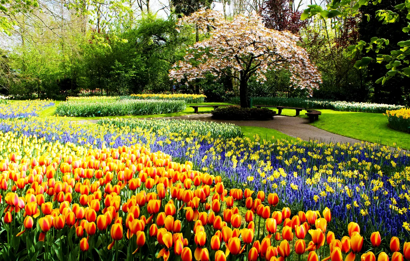 Photo wallpaper trees, Park, spring, tulips, tulips, daffodils, spring