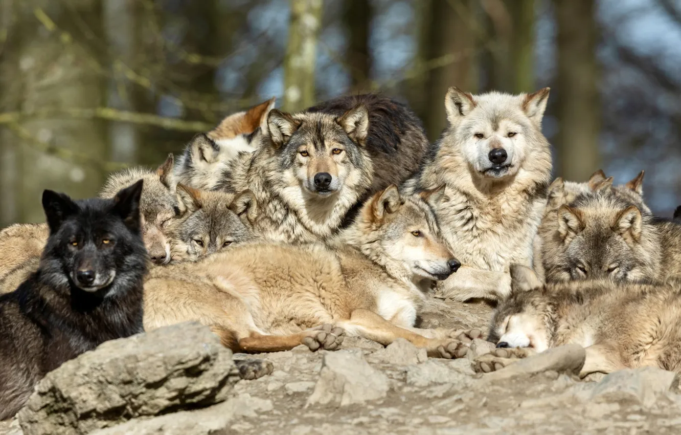 Photo wallpaper nature, Gray Wolf, face, animal, wolf, canis lupus, wildlife, head