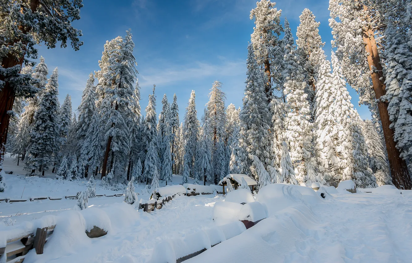 Photo wallpaper winter, snow, trees, landscape, winter, tree, forest, landscape
