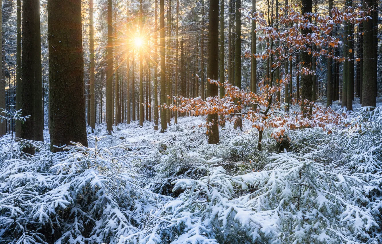 Photo wallpaper winter, frost, forest, leaves, the sun, rays, light, snow
