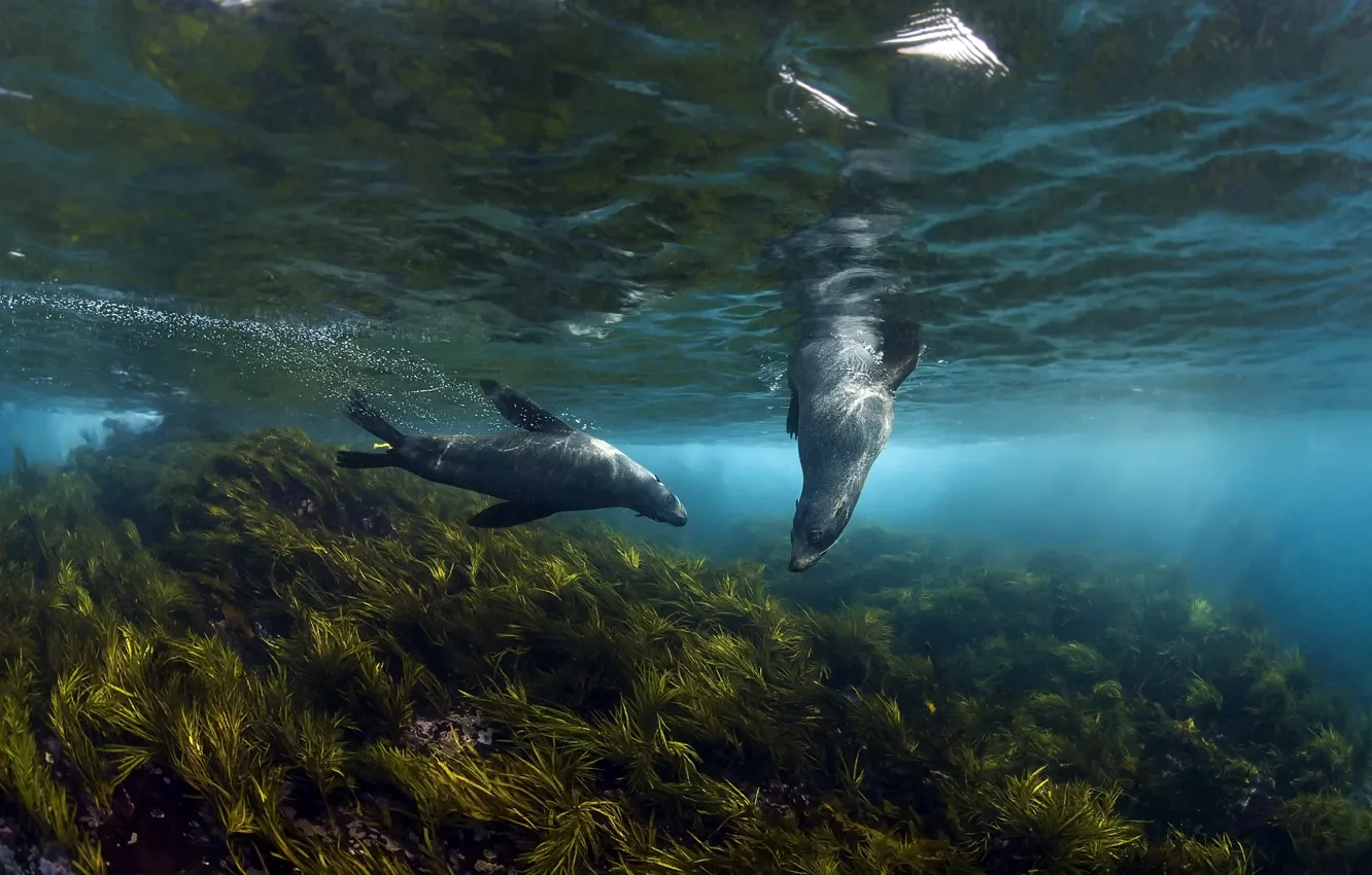 Photo wallpaper sea, nature, Australian Fur Seals, Montague Island