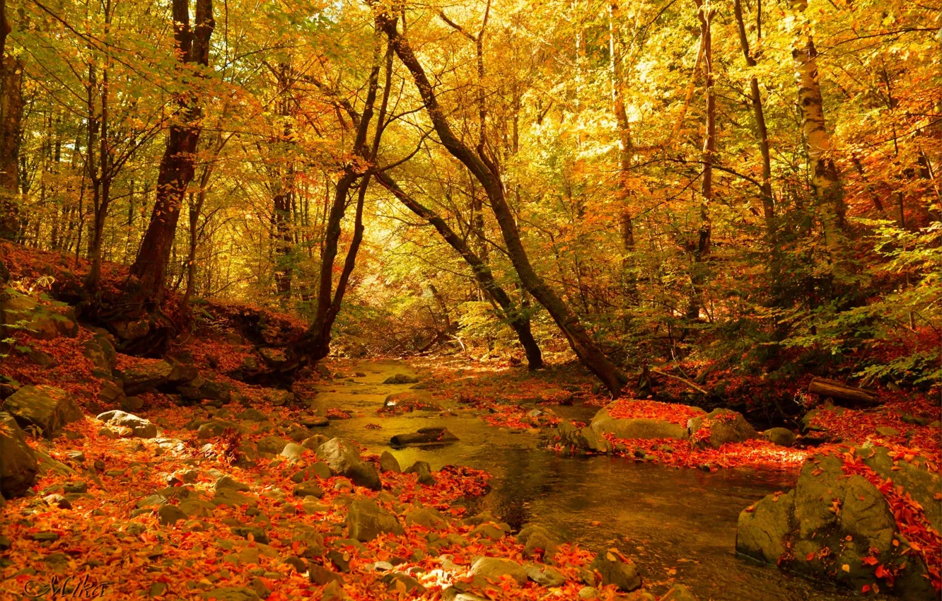 Photo wallpaper Autumn, Forest, Stream, Fall, Autumn, Colors, Forest