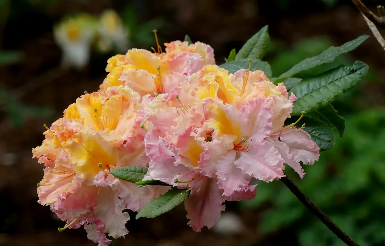 Photo wallpaper branches, Azalea, rhododendrons