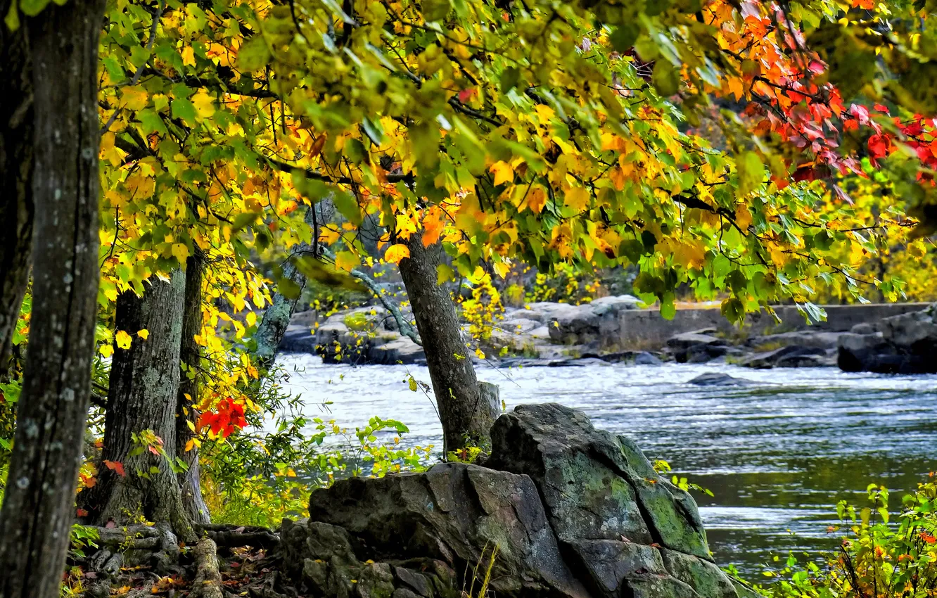 Photo wallpaper autumn, leaves, trees, river, stones, stream