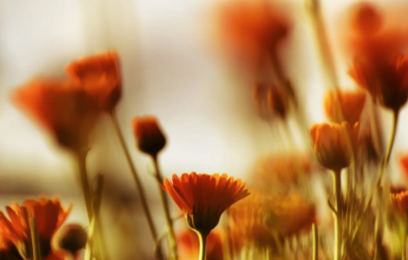 Photo wallpaper macro, flowers, orange, blur, calendula