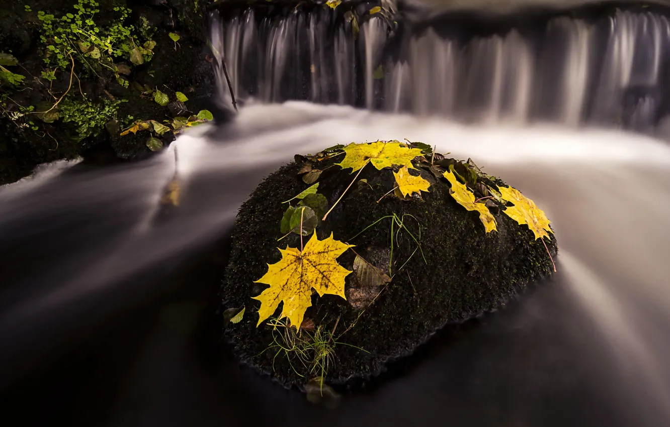 Photo wallpaper autumn, leaves, river