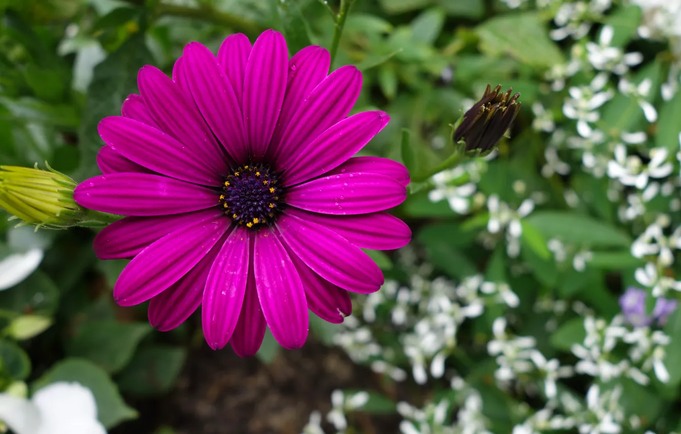 Photo wallpaper blume, Violet, Flower