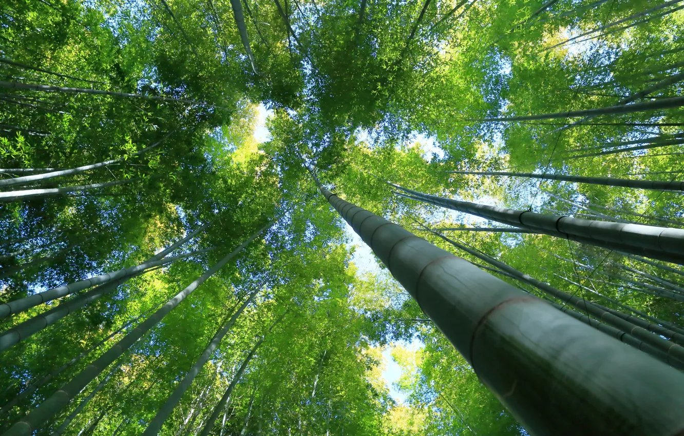 Photo wallpaper trees, green, bamboo
