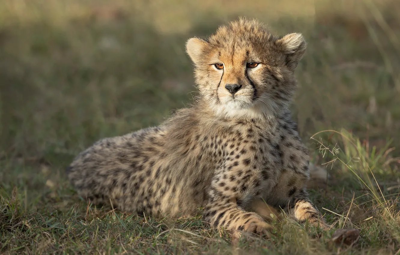 Photo wallpaper grass, look, light, Cheetah, lies, cub, face
