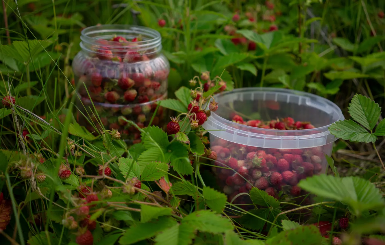 Photo wallpaper grass, berries, strawberries, Bank, bucket