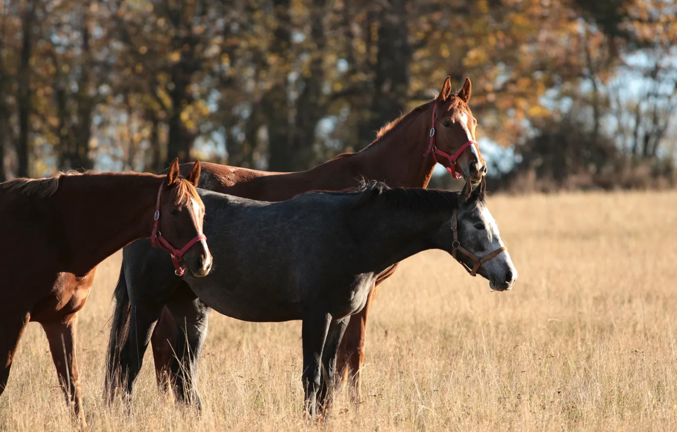 Photo wallpaper field, autumn, trees, horse, foliage, horse, trio, bokeh