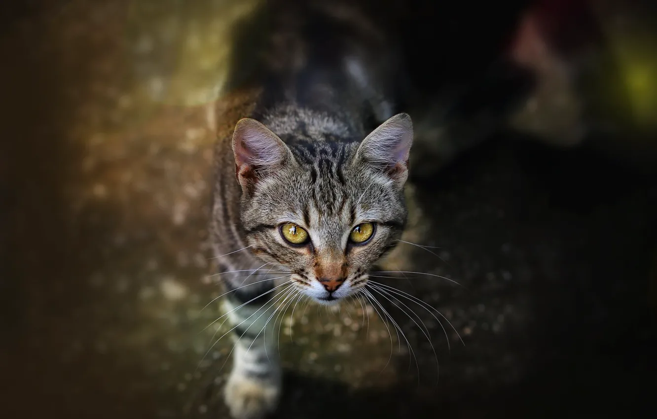 Photo wallpaper cat, cat, looking up