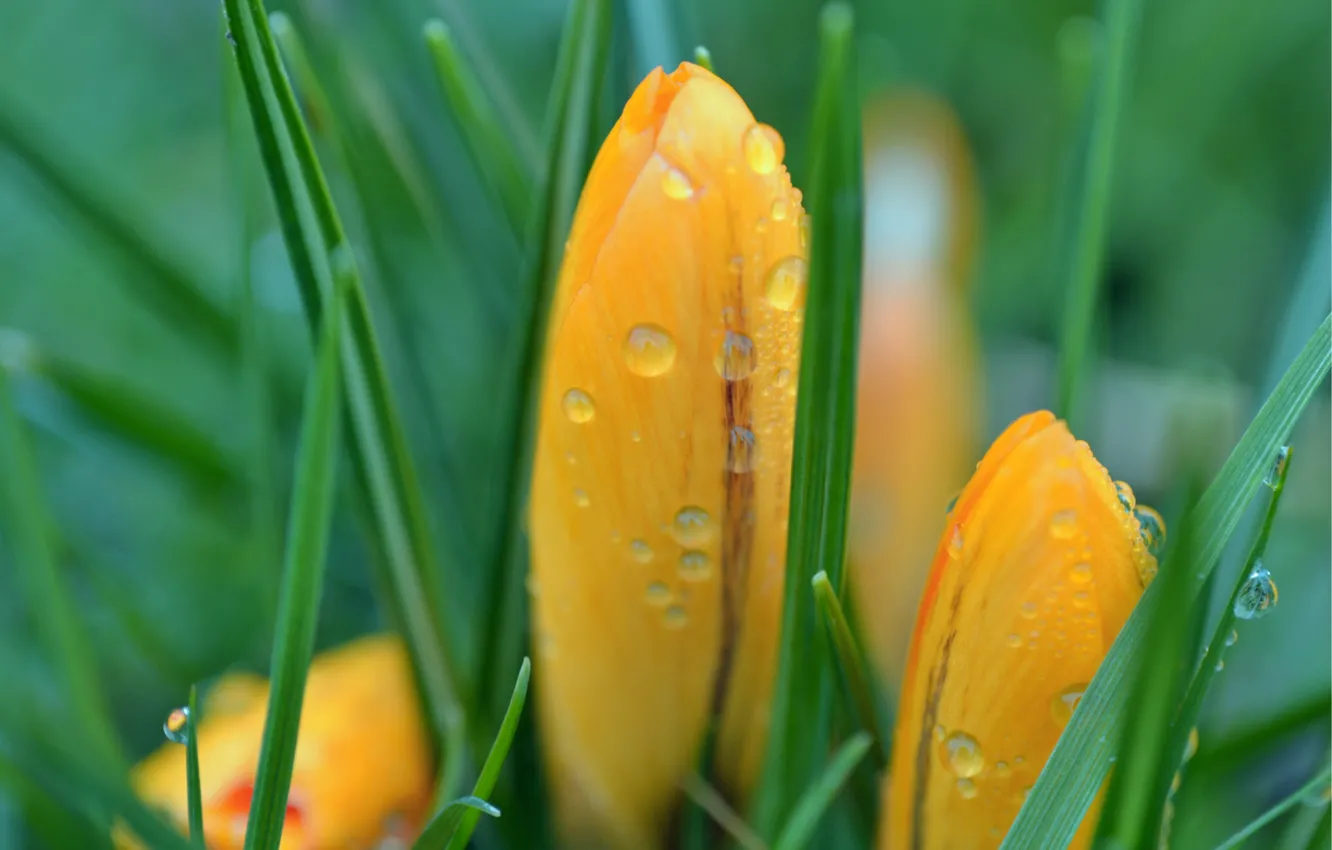 Photo wallpaper grass, macro, droplets, spring, yellow, blur, after the rain, green