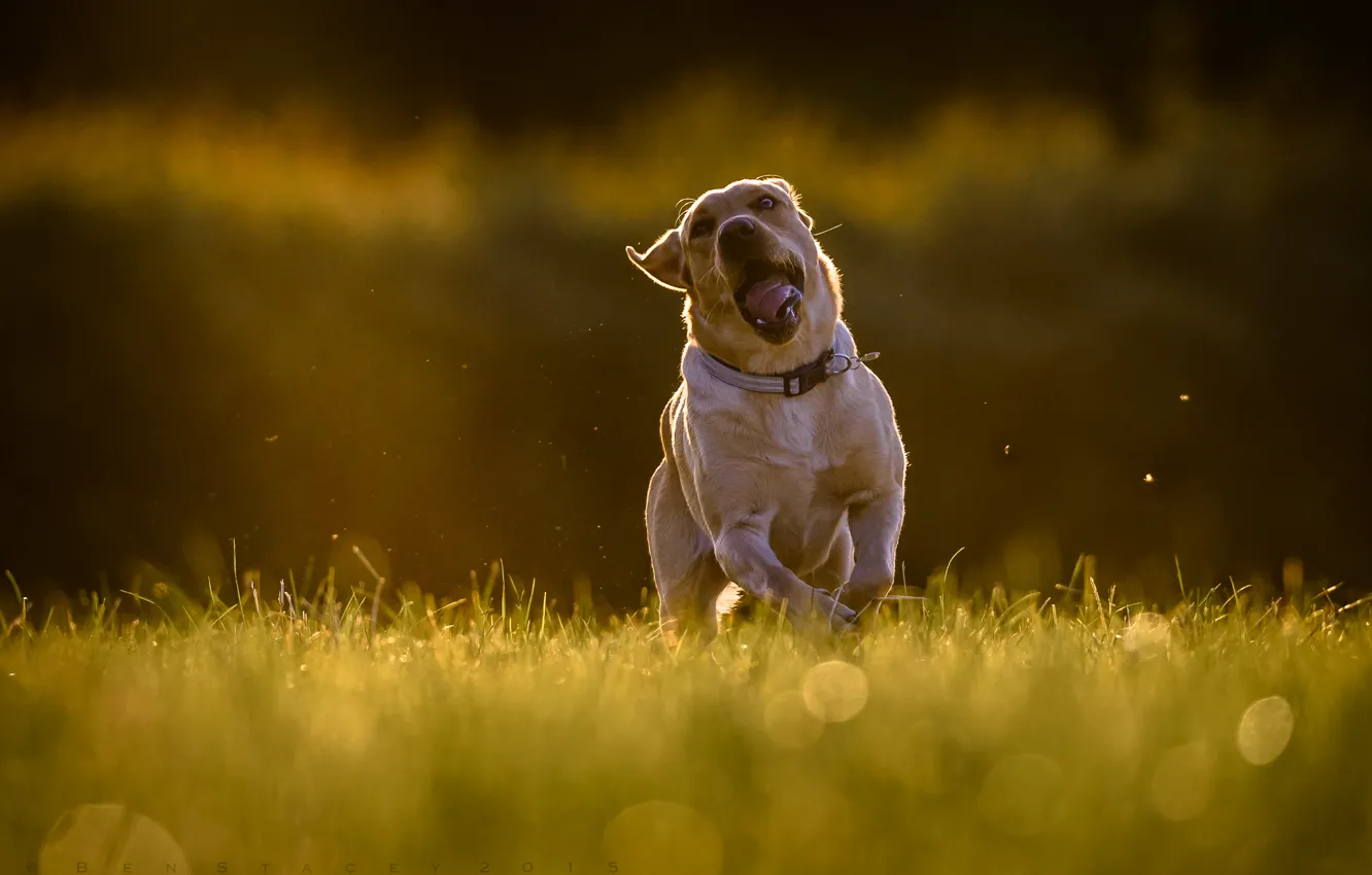 Photo wallpaper dog, running, walk, expanse, Labrador Retriever
