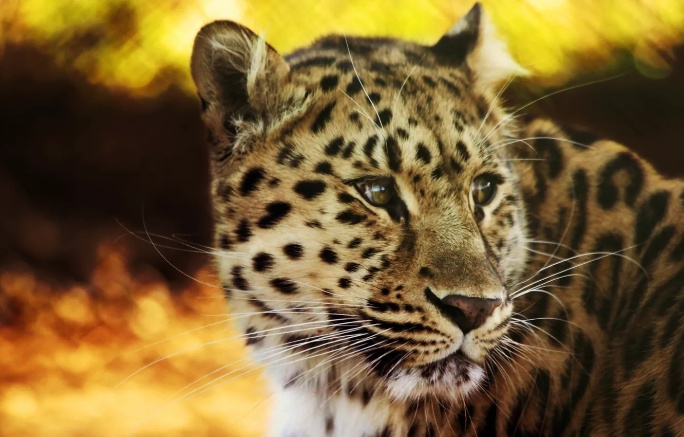 Photo wallpaper look, power, leopard