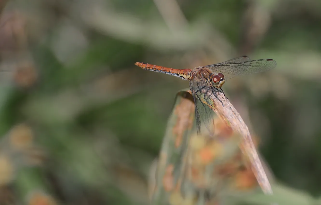 Photo wallpaper autumn, macro, nature, dragonfly