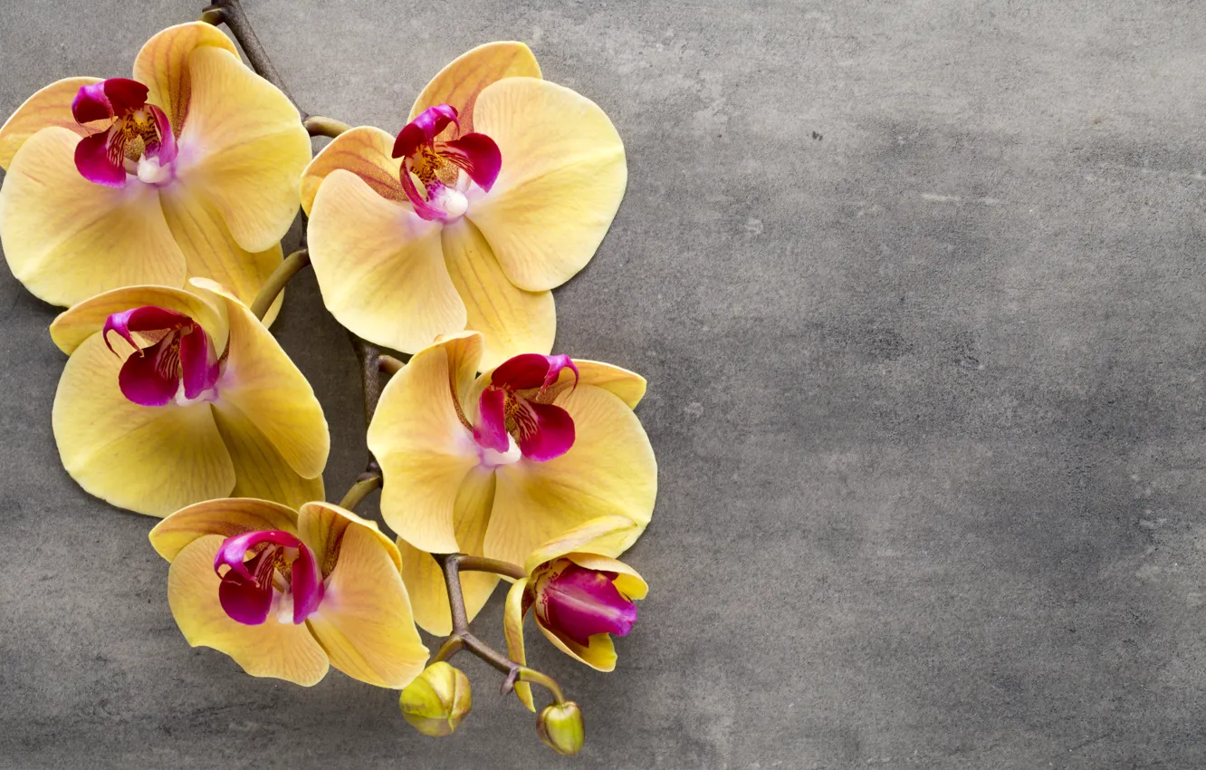 Photo wallpaper yellow, Orchid, flowers, orchid