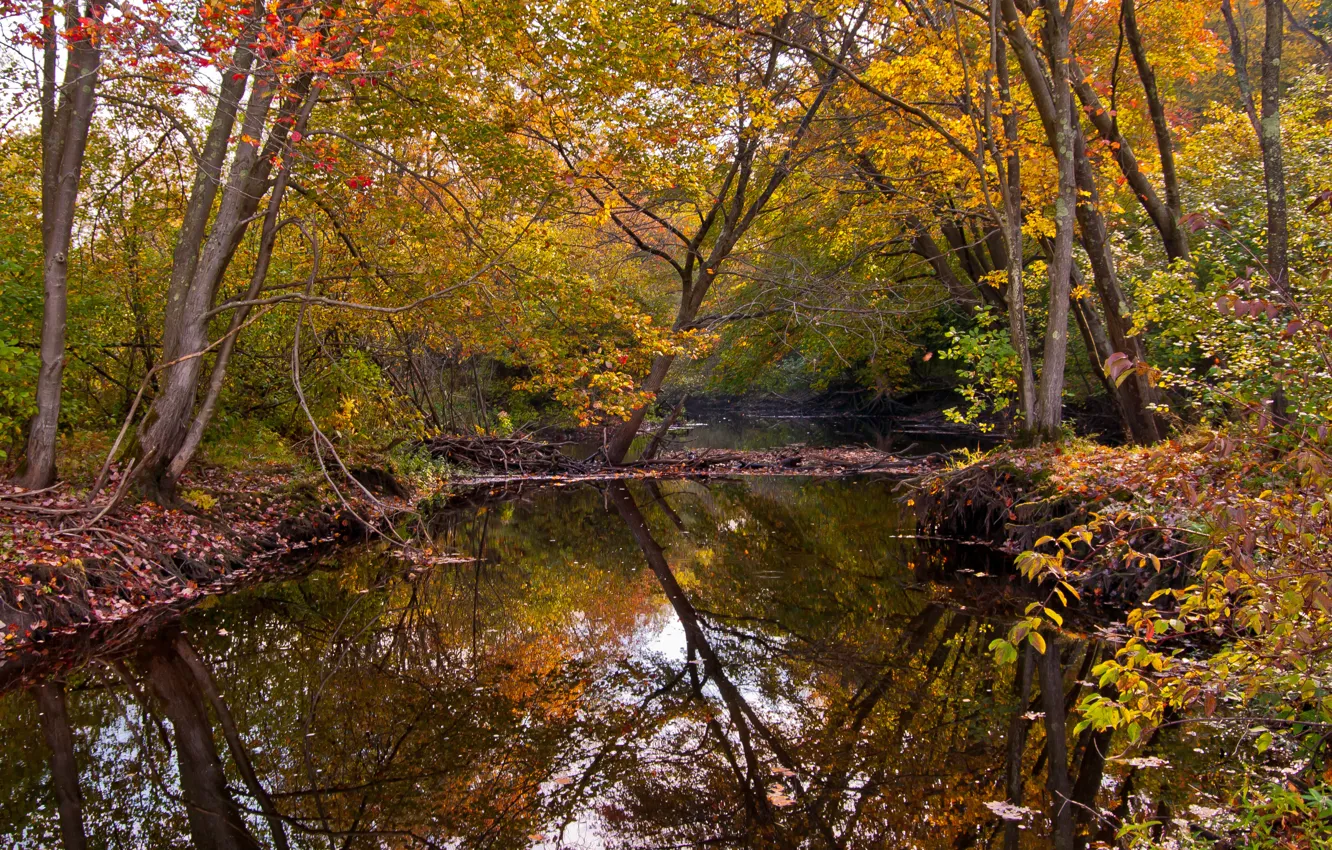 Photo wallpaper autumn, forest, river, trees.