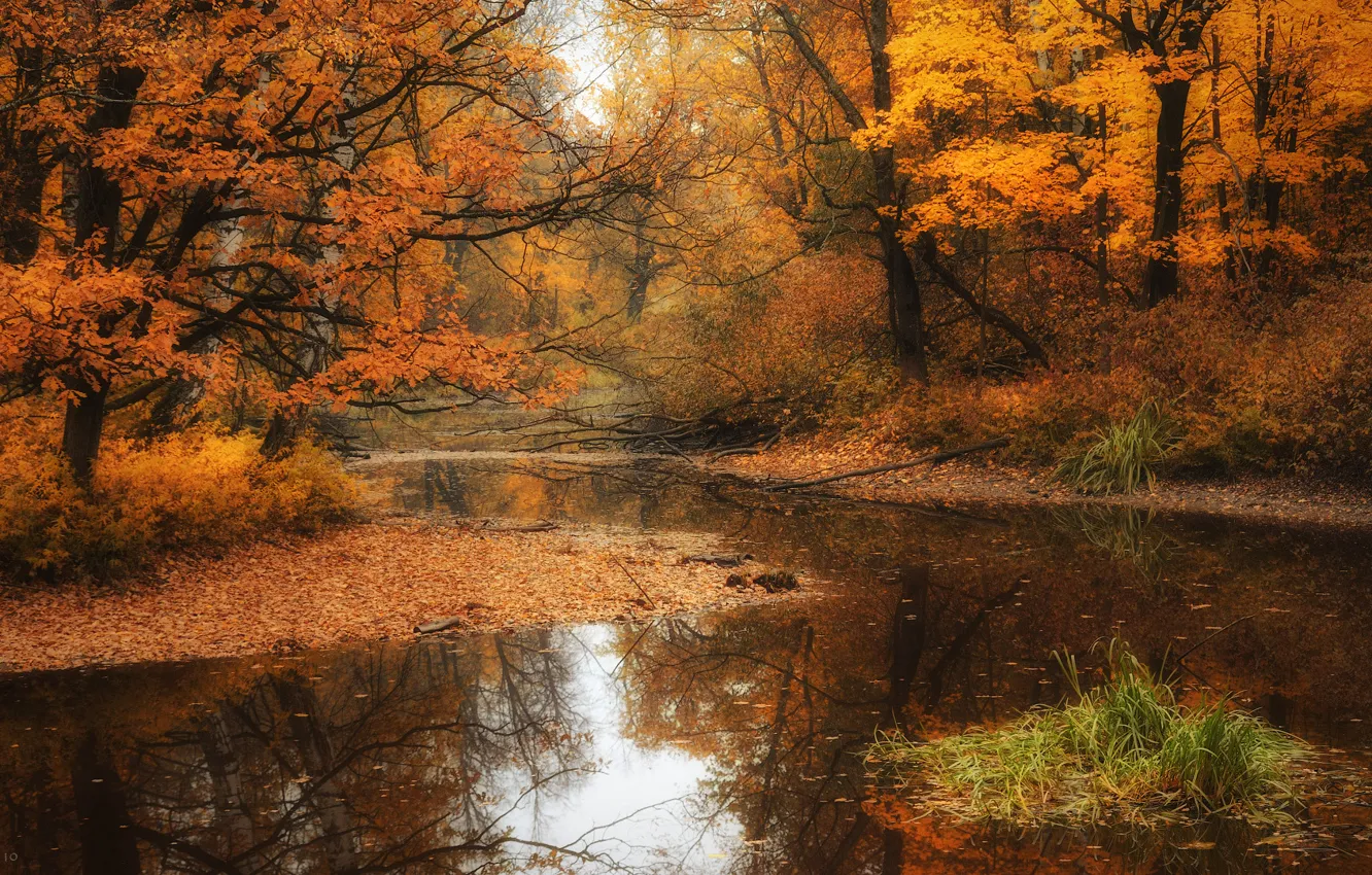 Photo wallpaper autumn, trees, Park