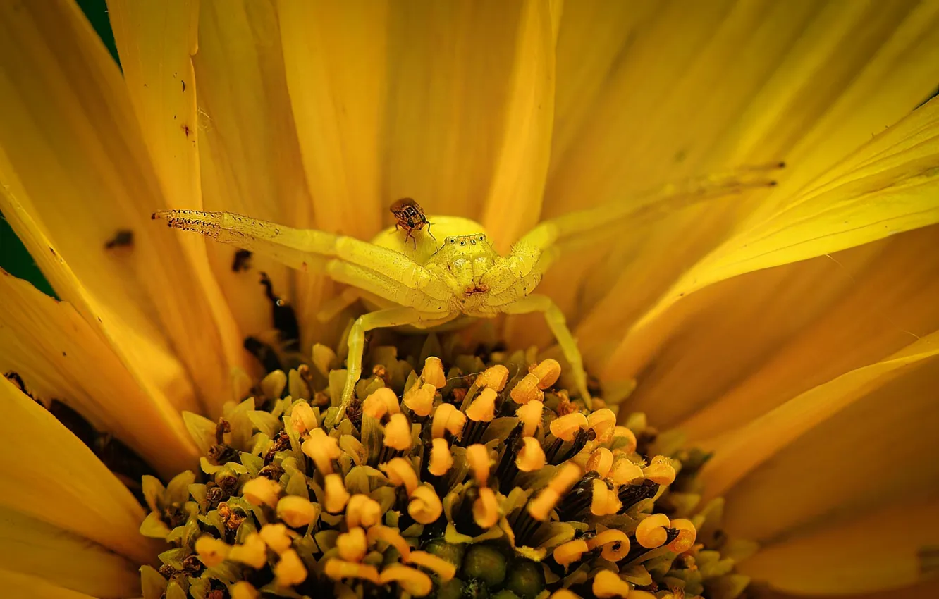 Photo wallpaper flowers, yellow, spider