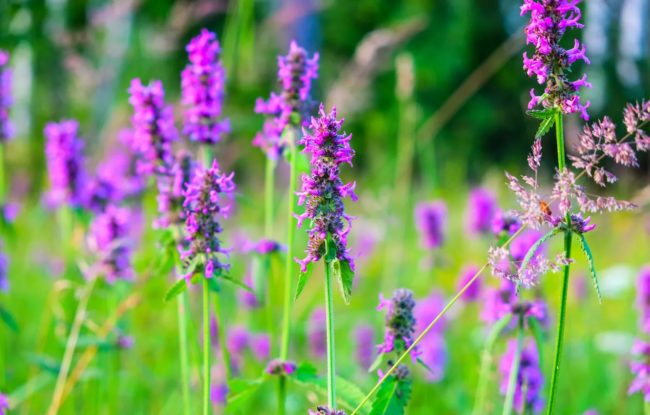Photo wallpaper field, summer, macro, landscape, flowers, nature, Russia, macro flowers