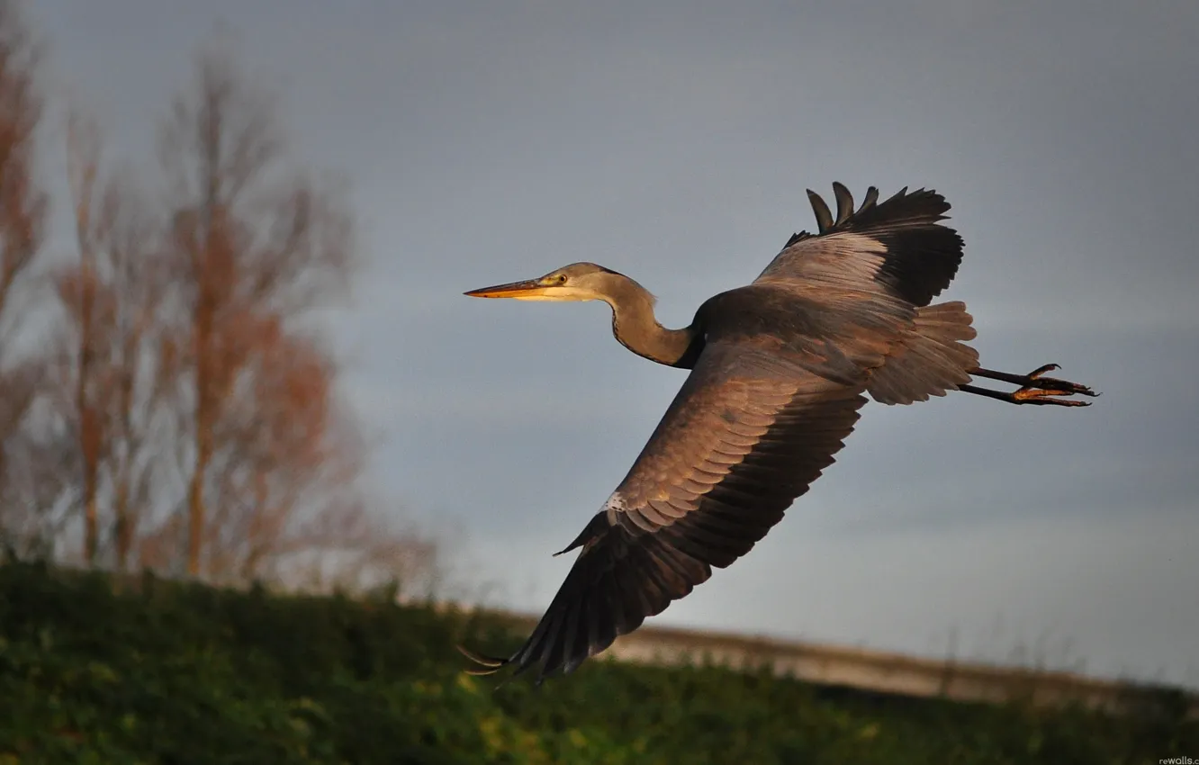 Photo wallpaper flight, nature, bird, Heron, cranes