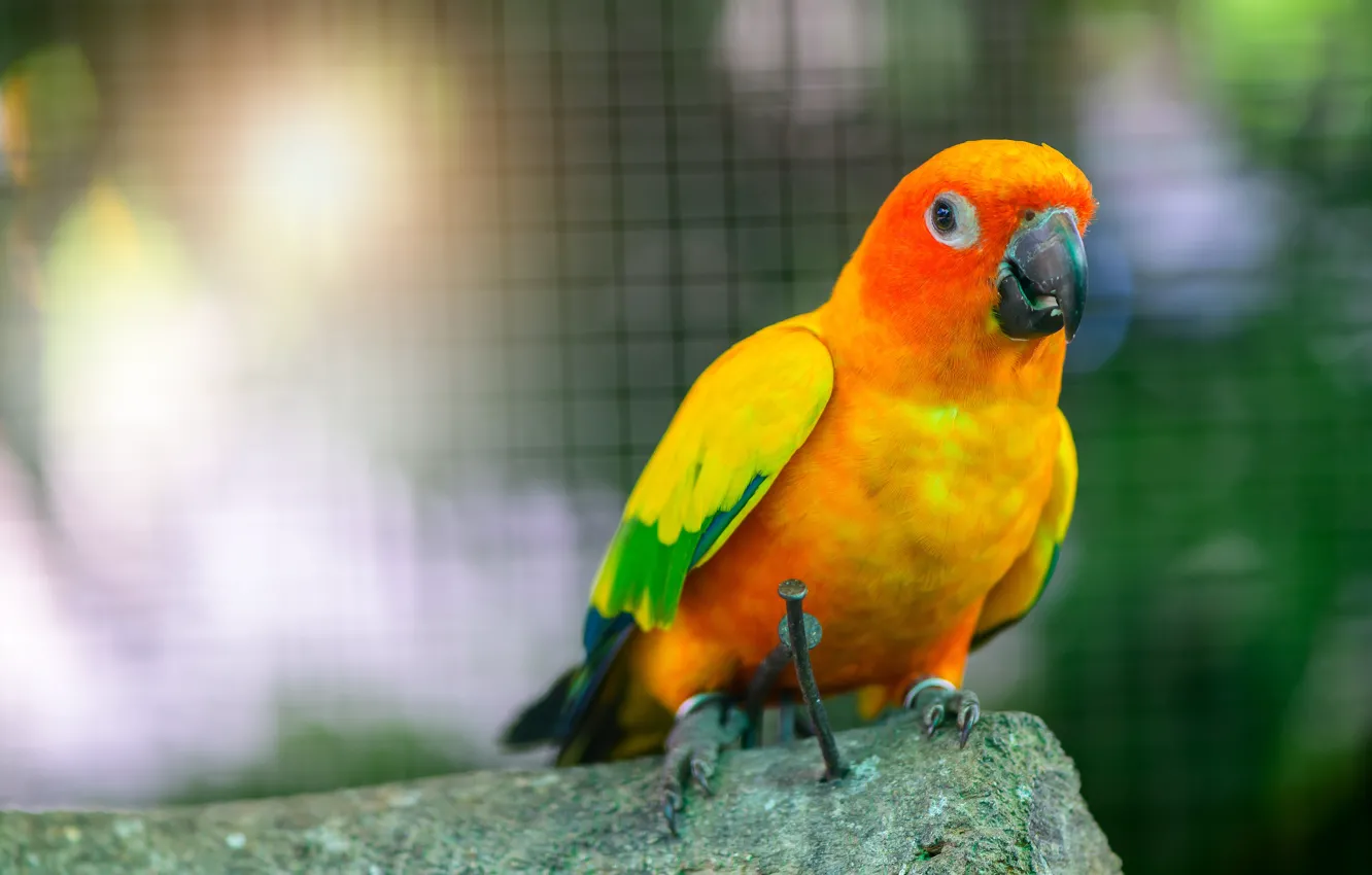 Photo wallpaper yellow, stones, mesh, bird, parrot, nails, solar paraket, sunny parrot