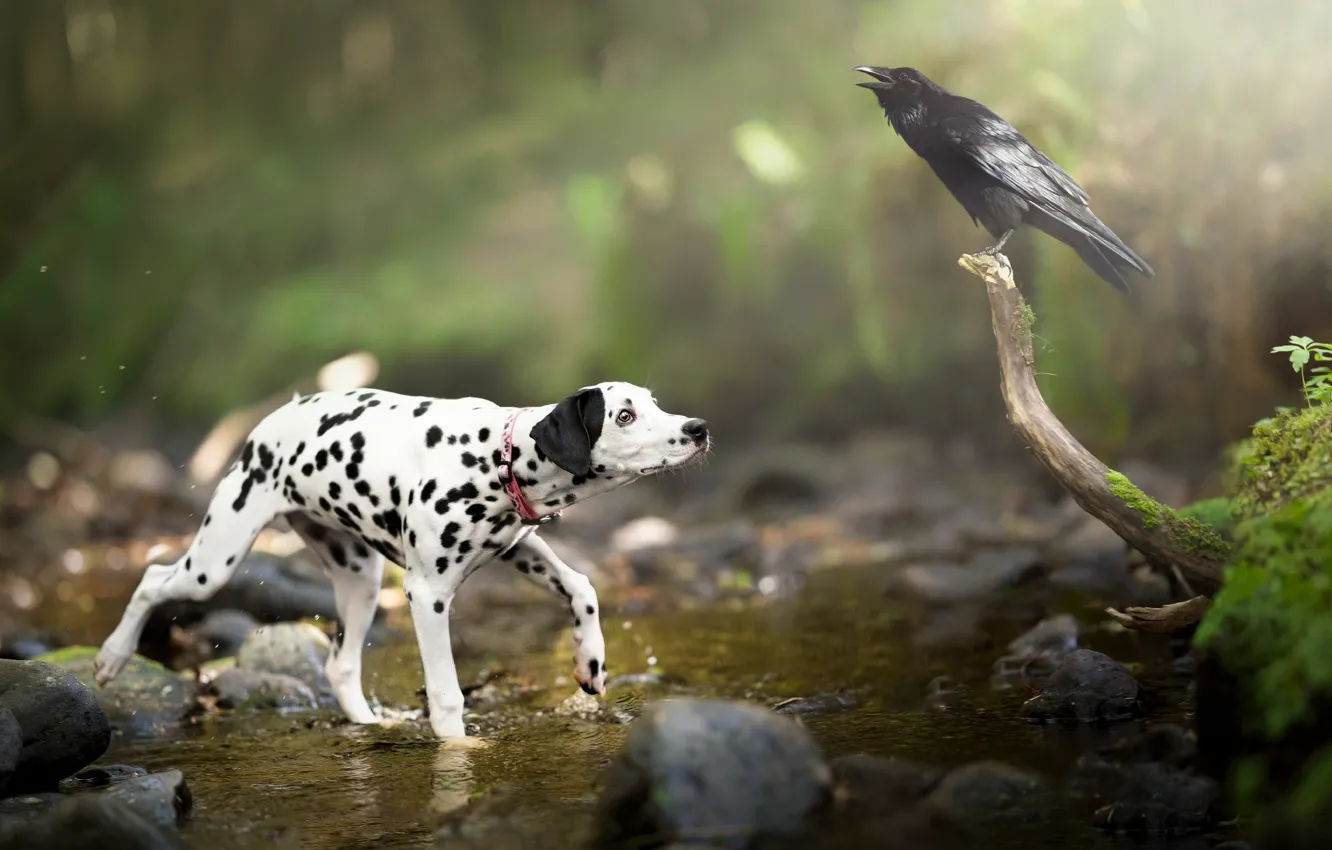 Photo wallpaper look, nature, stones, bird, shore, dog, puppy, Dalmatians
