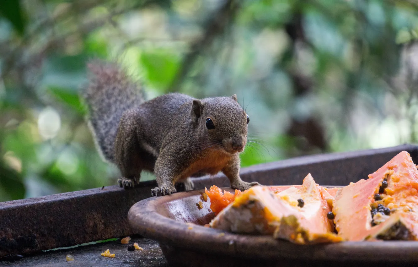 Photo wallpaper nature, brown, animal, squirrel, Malaysia, Squirrels, Mammals, sciuridae