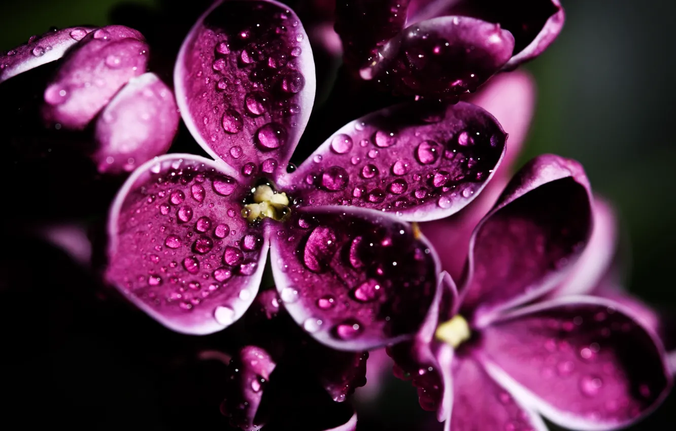 Photo wallpaper flower, drops, macro, lilac, spring, flowering