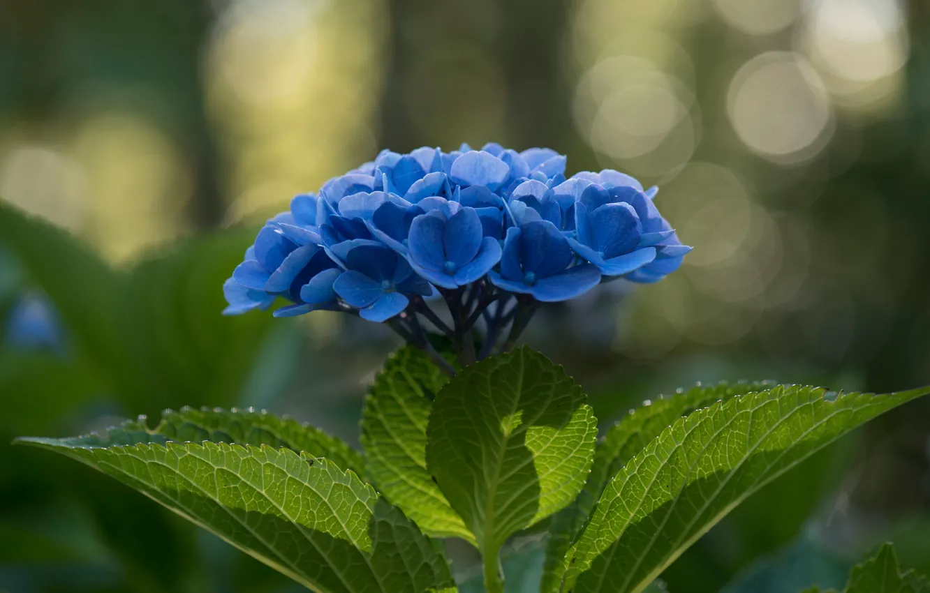 Photo wallpaper flowers, blue, hydrangea