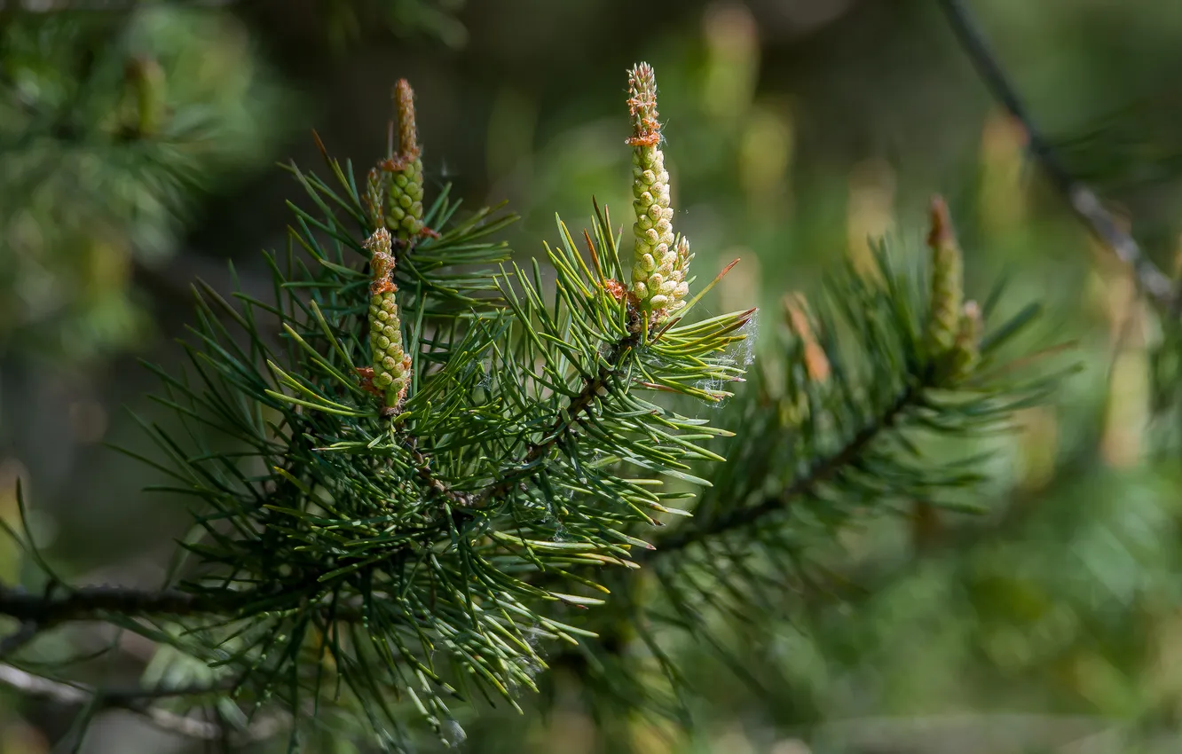 Photo wallpaper spring, may, blooms, pine, bokeh