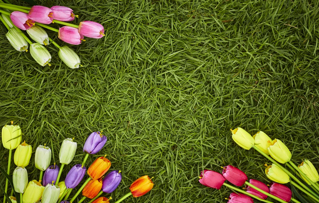 Photo wallpaper grass, flowers, spring, colorful, tulips, flowers, tulips, spring