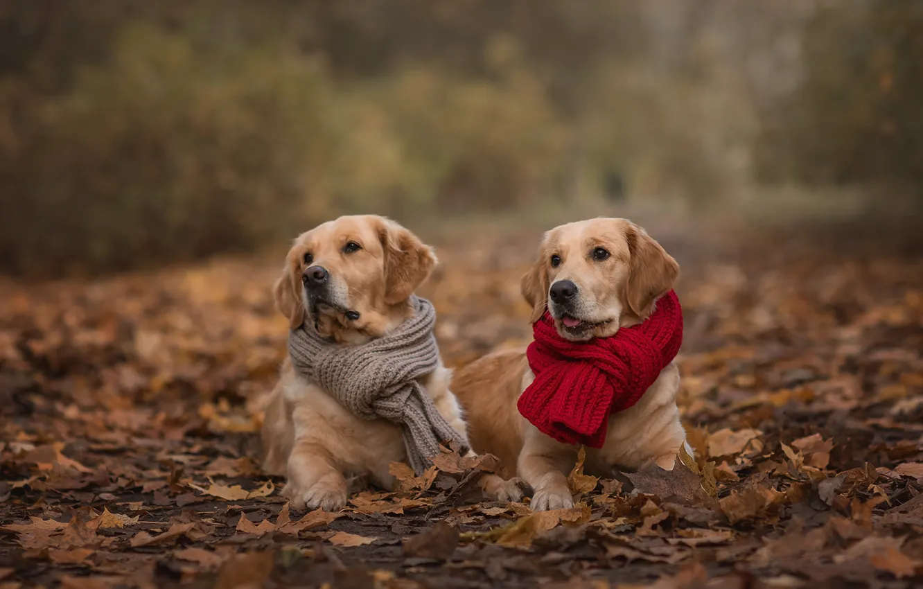 Photo wallpaper autumn, animals, dogs, look, leaves, nature, pair, scarves