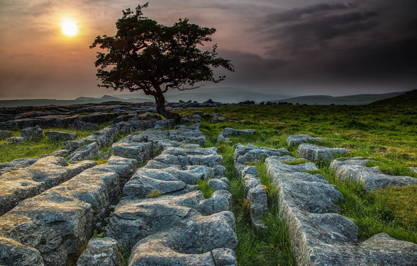 Photo wallpaper stones, tree, England, Yorkshire Dales