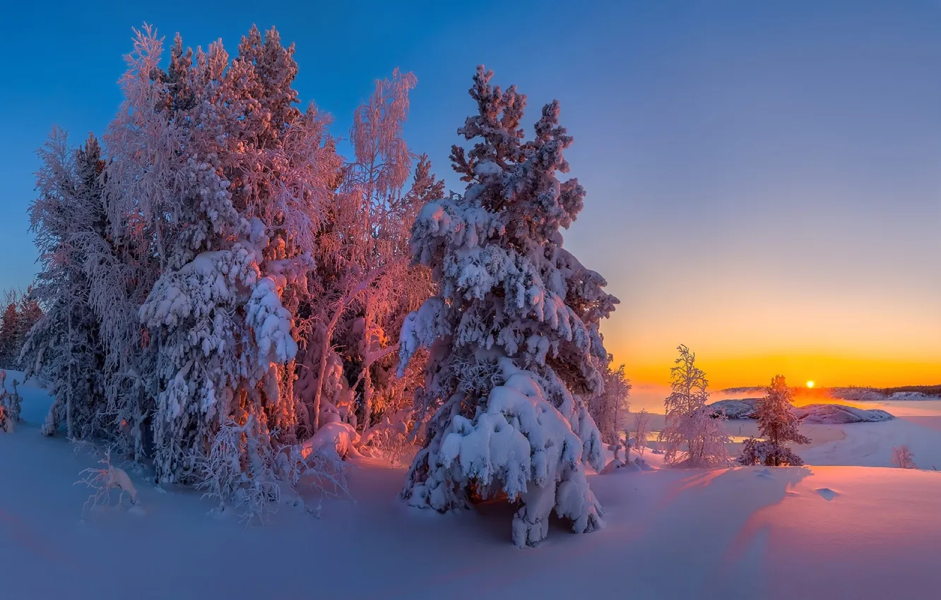 Photo wallpaper winter, forest, the sky, the sun, snow, landscape, sunset, nature