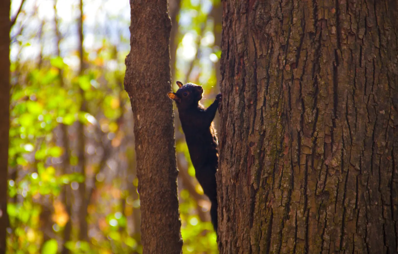 Photo wallpaper forest, trees, Park, protein, bark