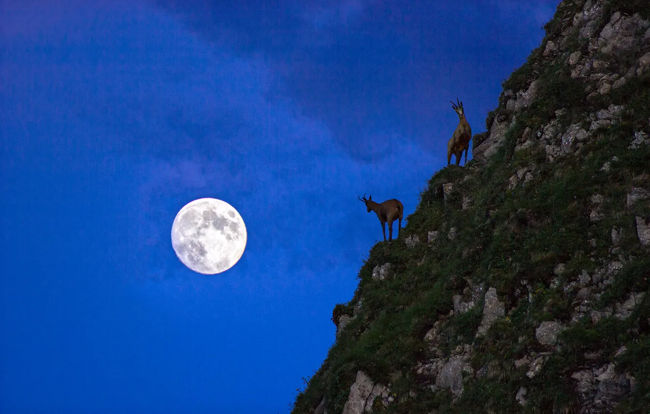 Photo wallpaper animals, night, stones, the moon, mountain