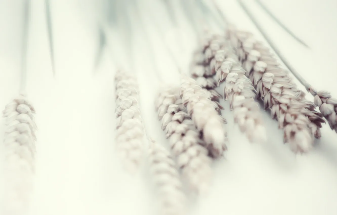 Photo wallpaper wheat, white, tenderness