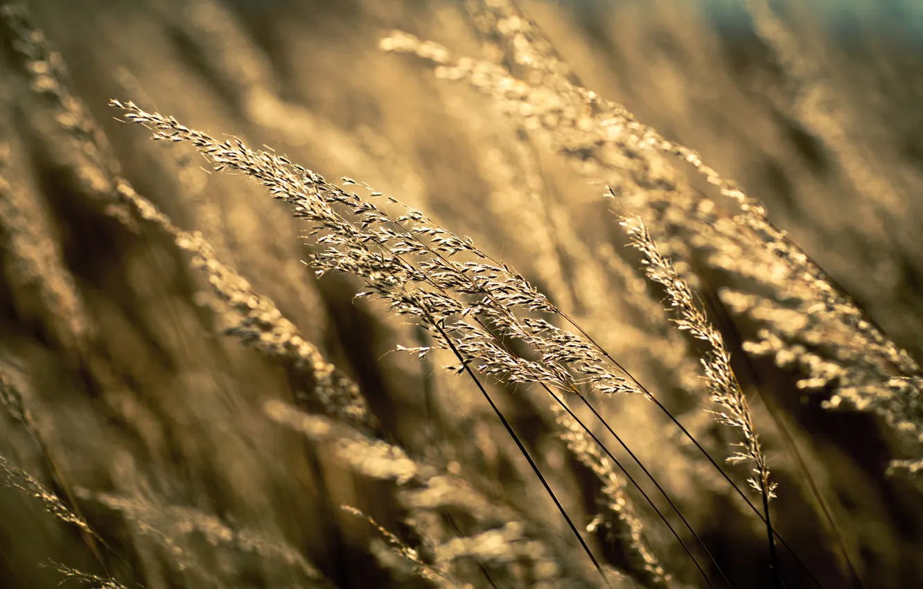 Photo wallpaper wheat, field, autumn, grass, harvest, field nature with nature