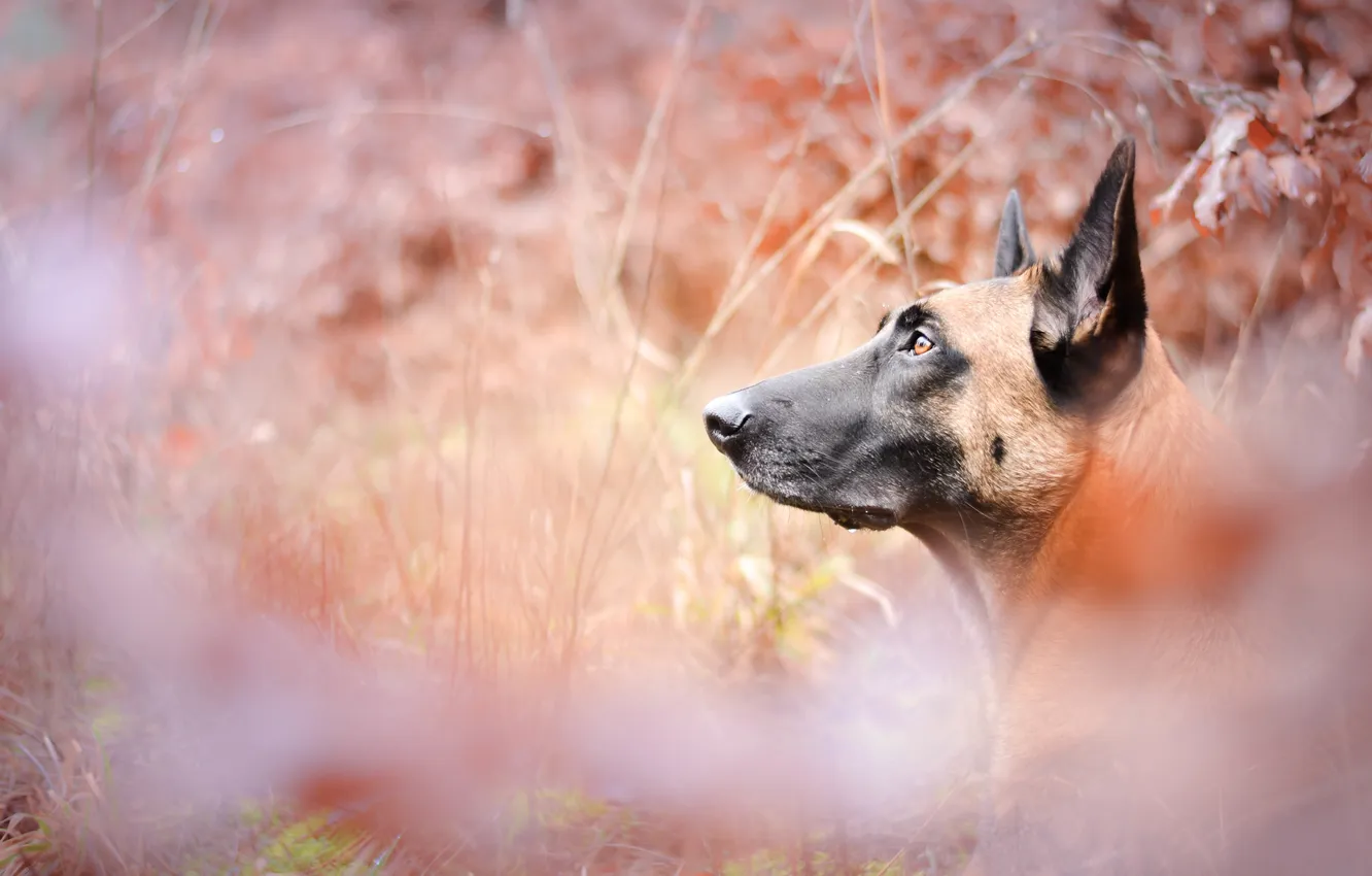 Photo wallpaper look, each, dog