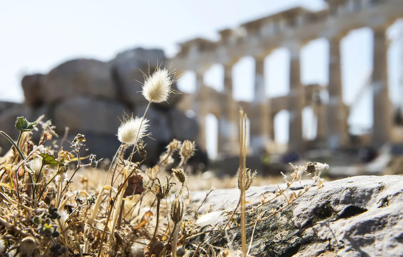 Photo wallpaper grass, nature, background