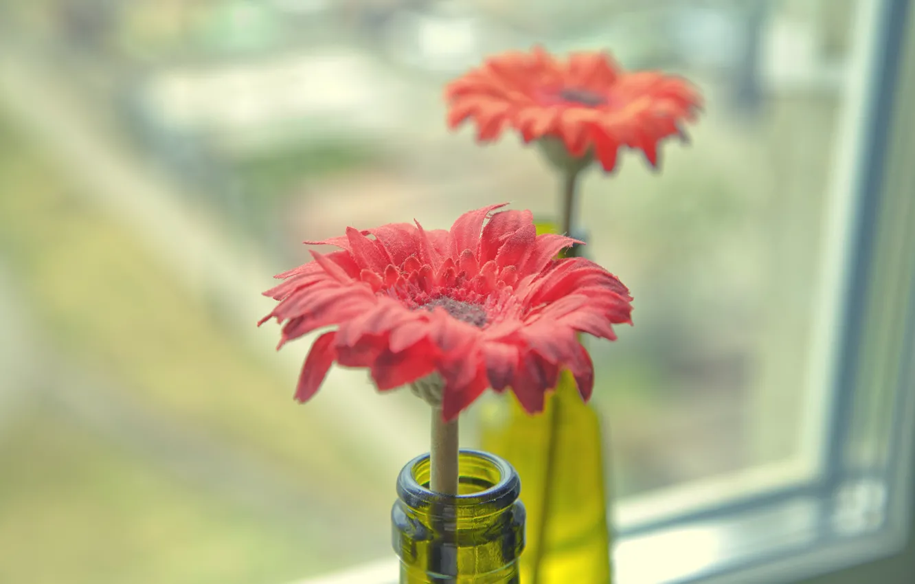 Photo wallpaper flowers, window, bottle, flowers, the neck, flower