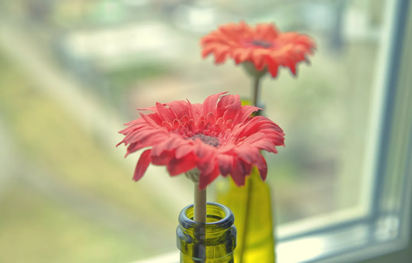 Photo wallpaper flowers, bottle, window, flowers, the neck