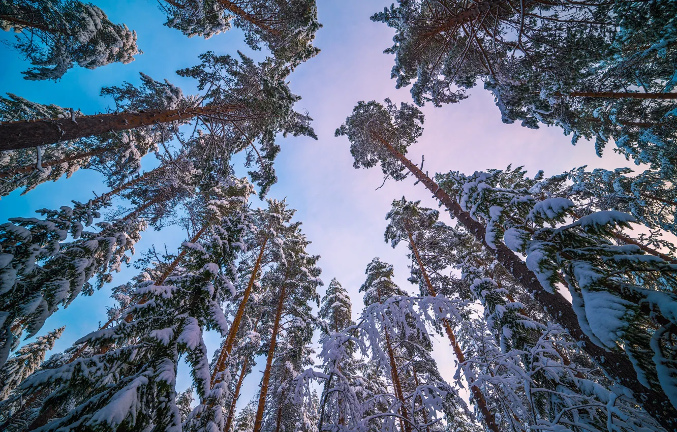 Photo wallpaper winter, the sky, snow, trees, trunk, pine