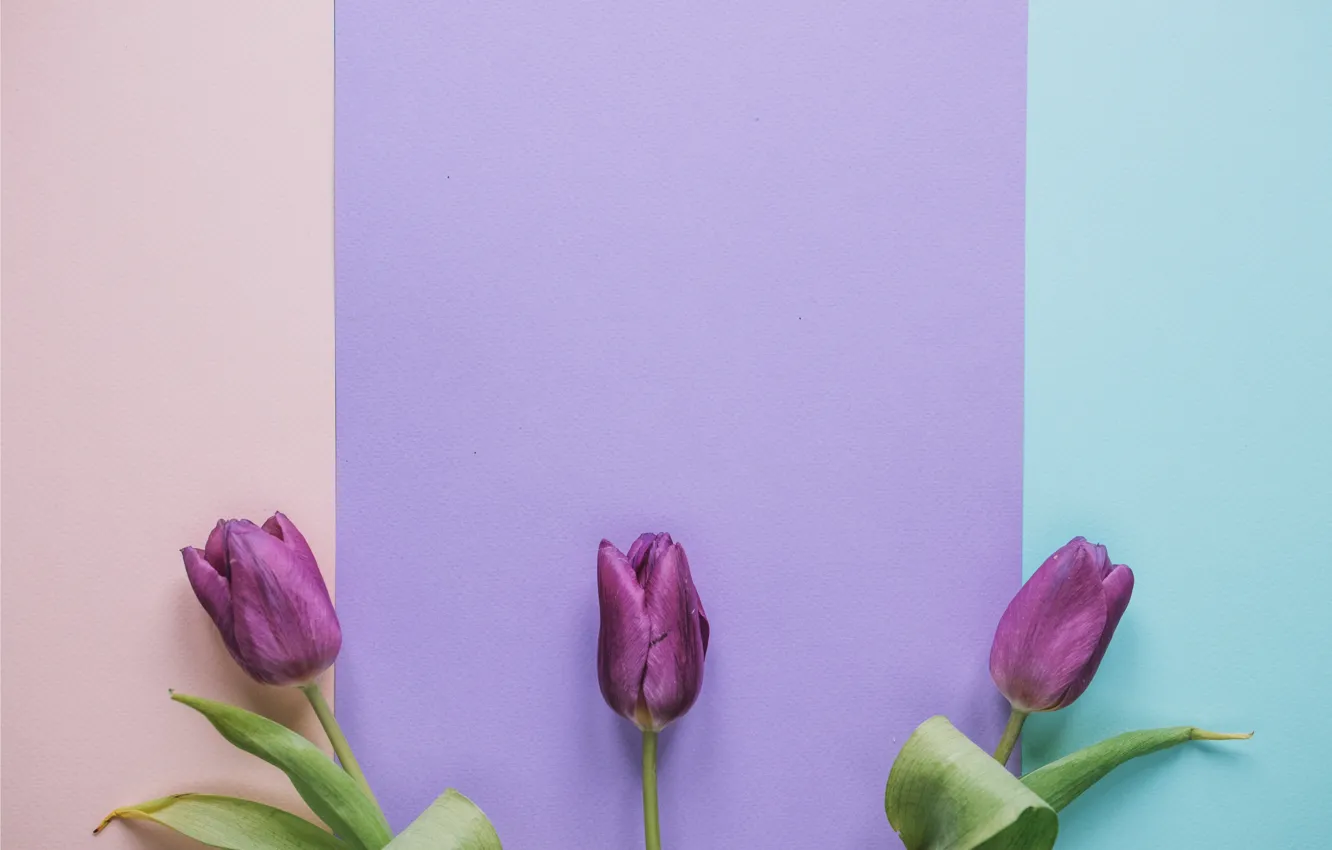 Photo wallpaper flowers, tulips, fresh, flowers, romantic, tulips, spring, purple