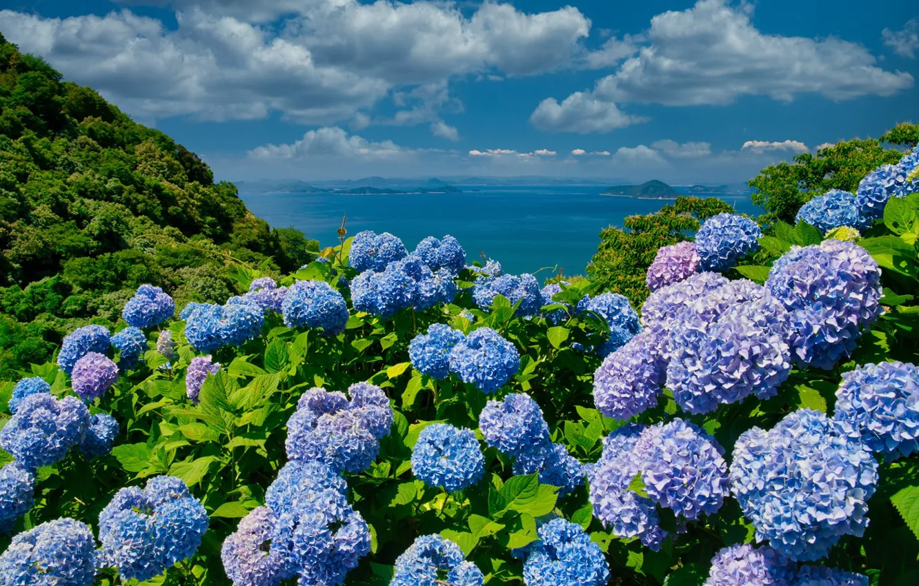 Photo wallpaper sea, the sky, clouds, flowers, mountains, blue, blue, shore