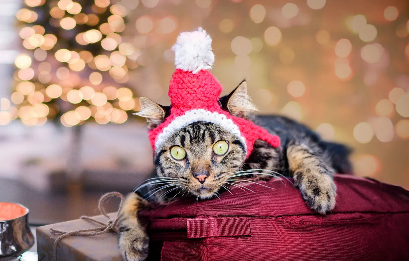 Photo wallpaper cat, cat, look, grey, background, holiday, box, hat