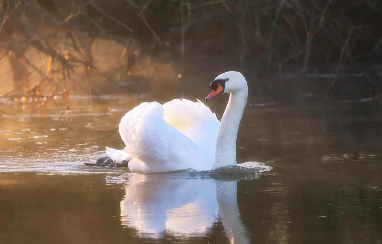 Photo wallpaper white, light, branches, reflection, bird, shore, haze, swans
